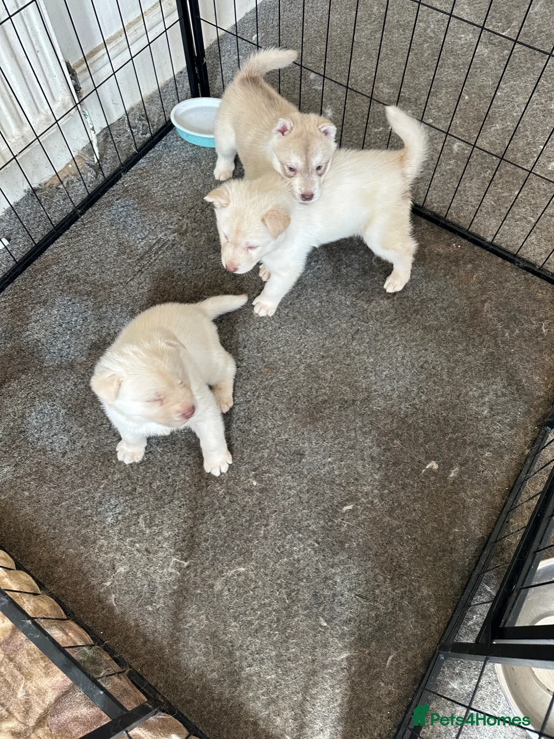 Siberian Husky dogs for sale: Adorable Husky Puppies  - Advert 25