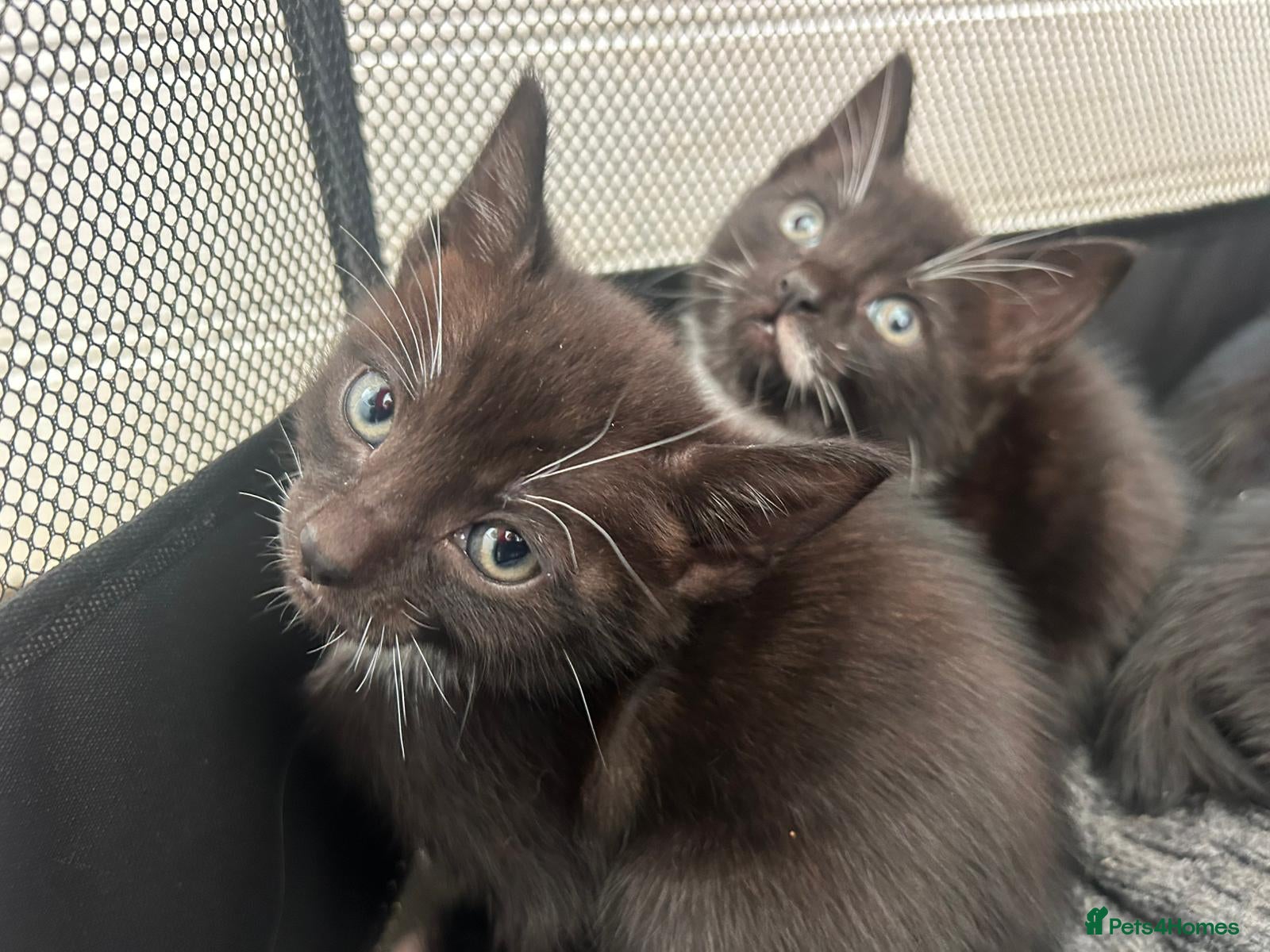 Mixed Breed cats Beautiful Half Siamese Kittens  - Advert 5