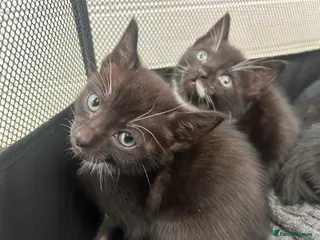 Mixed Breed cats Beautiful Half Siamese Kittens - Advert 5