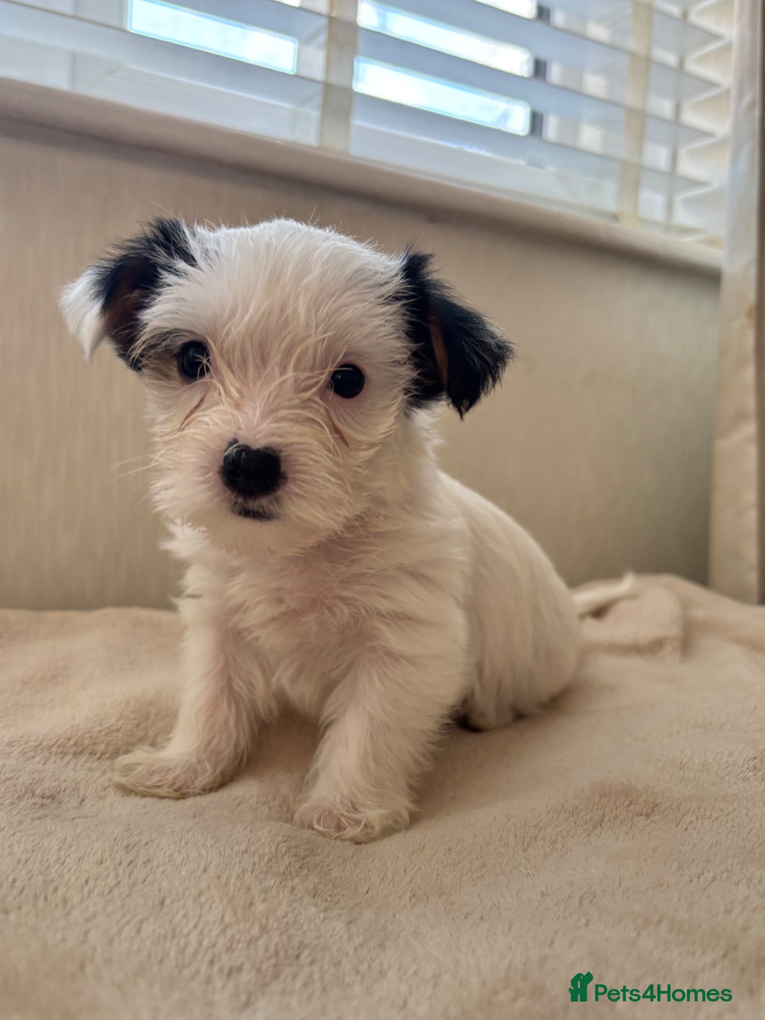 Yorkshire Terrier dogs 🐶 Last stunning  Biewer boy available 💙 - Advert 7