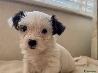 Yorkshire Terrier dogs 🐶 Last stunning Biewer boy available 💙 - Advert 7