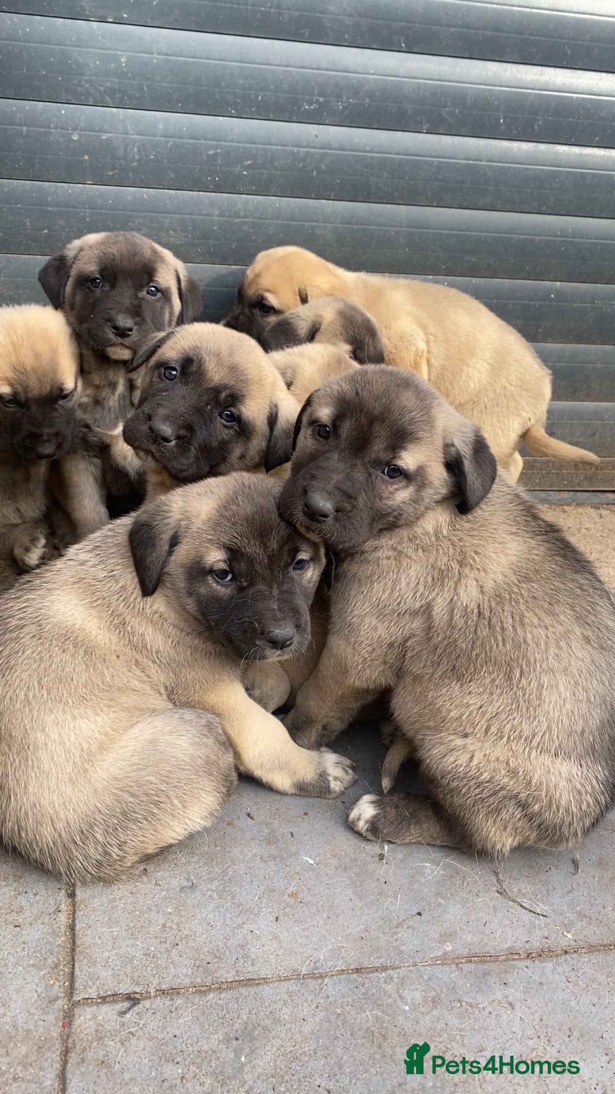 Turkish Kangal dogs Turkish Kangal puppies  - Advert 1
