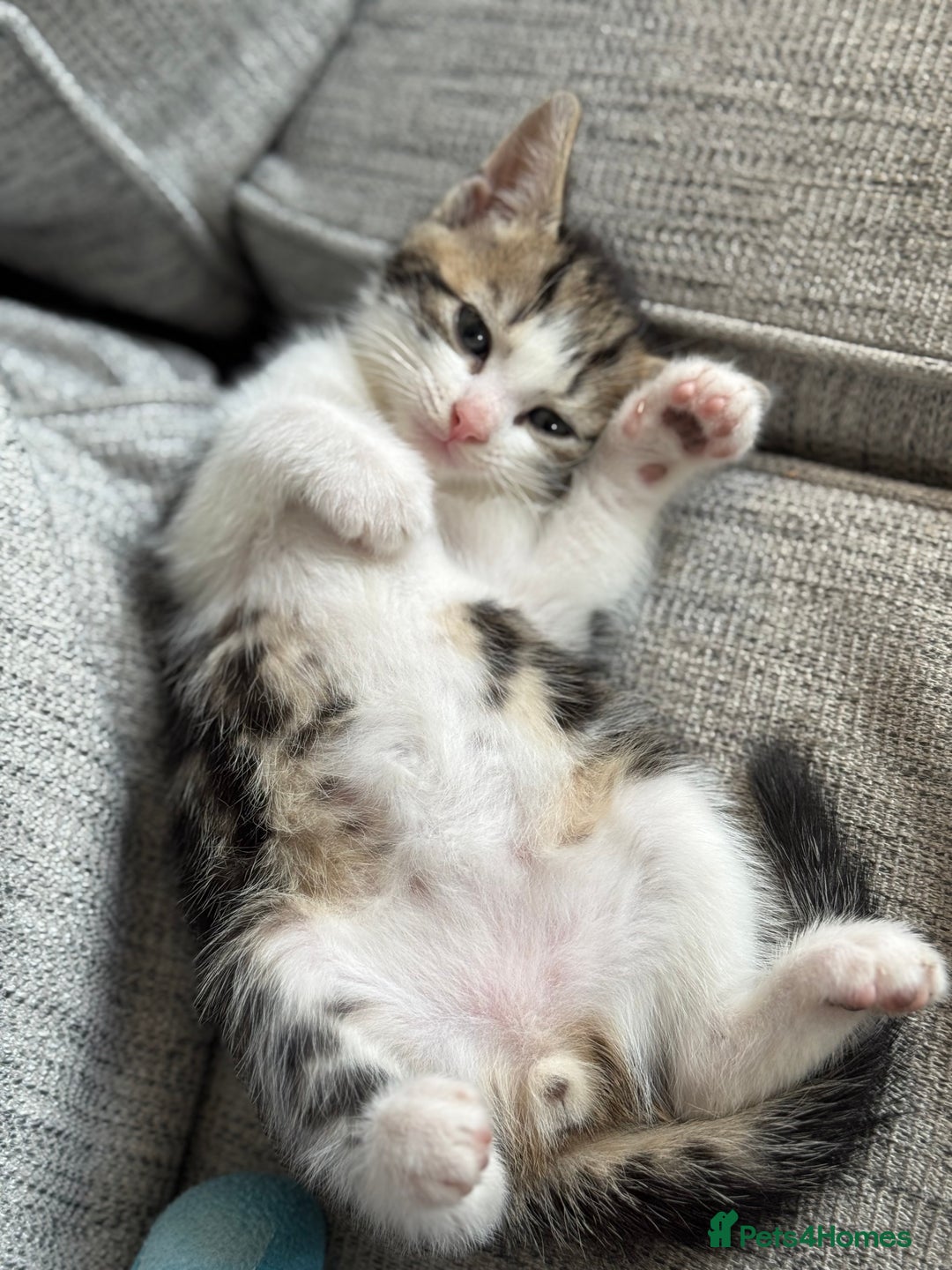 Mixed Breed cats for sale: Beautiful kittens 💗 - Image 5