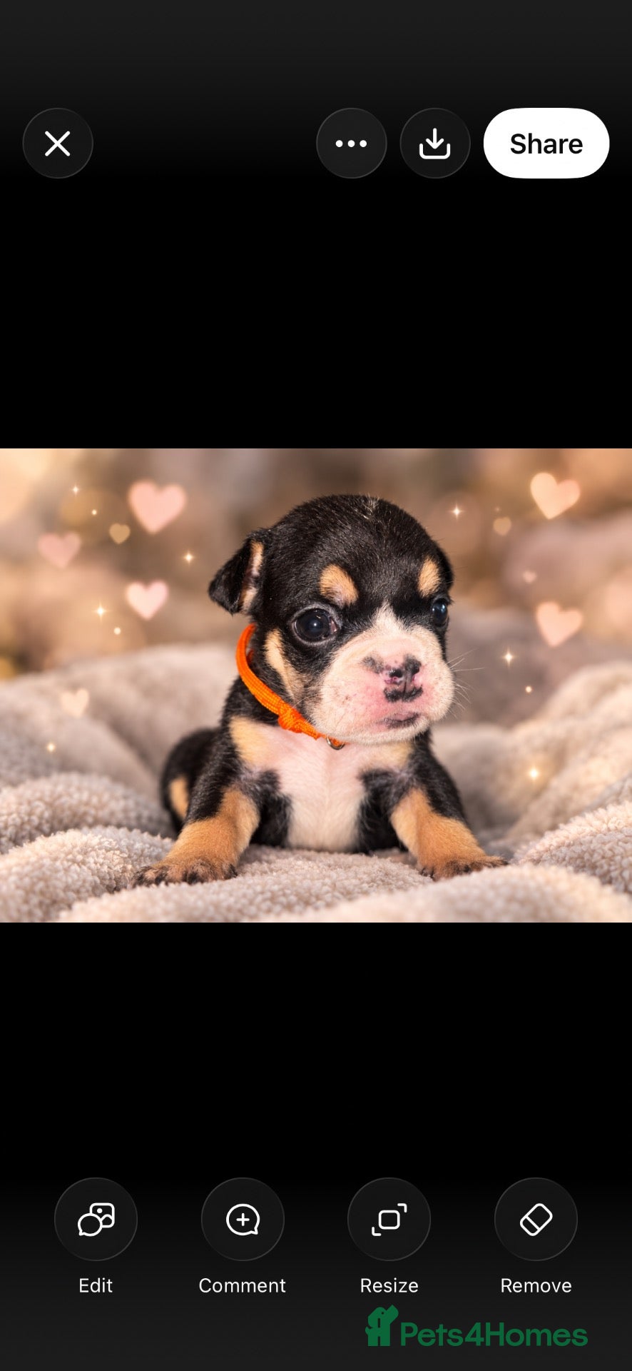 English Bulldog dogs Last Little Bulldog Girl – Ready 11th Oct 🩷 - Advert 8