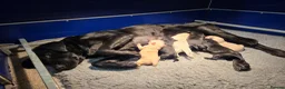 Labrador Retriever dogs for sale: Kc Registered Lab Pups - Advert 1