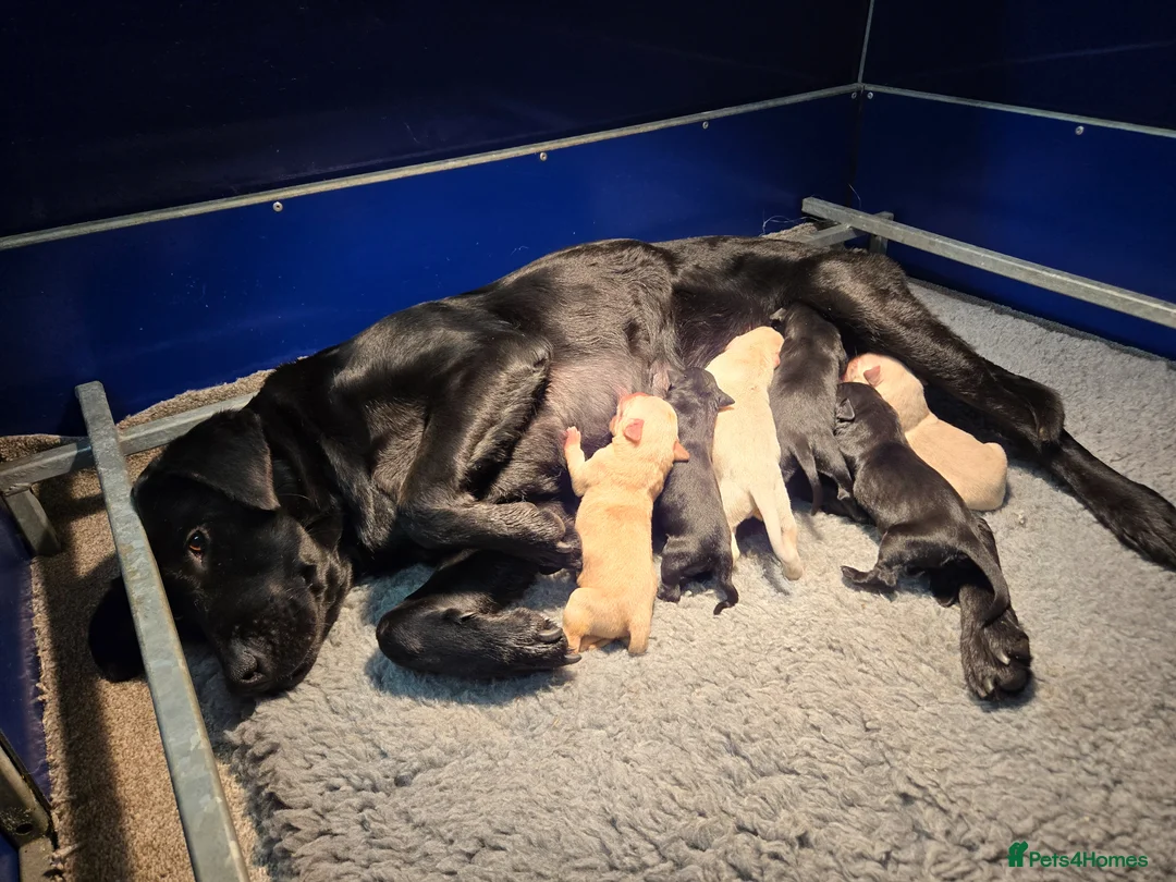 Labrador Retriever dogs for sale: Kc Registered Lab Pups - Advert 1