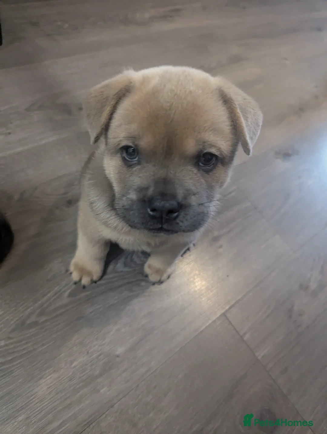 Mixed Breed dogs for sale:  3 Frow Frow girls available - Advert 13