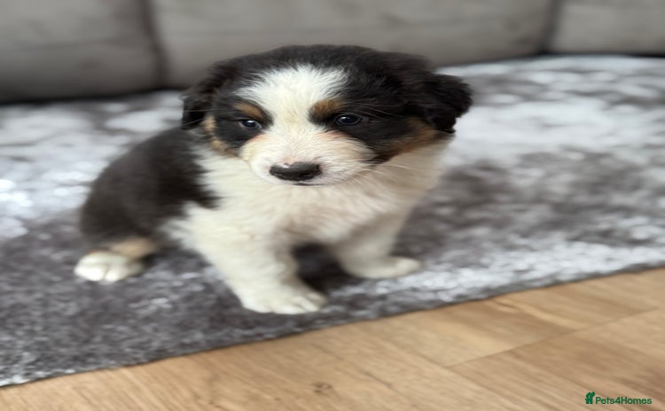 Australian Shepherd dogs - Advert 2