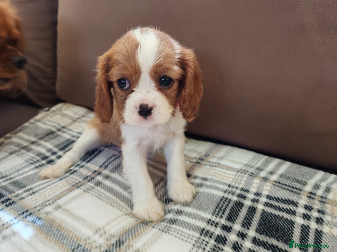 Cavalier King Charles Spaniel dogs for sale: KC Beautiful Cavalier King Charles puppies - Image 23