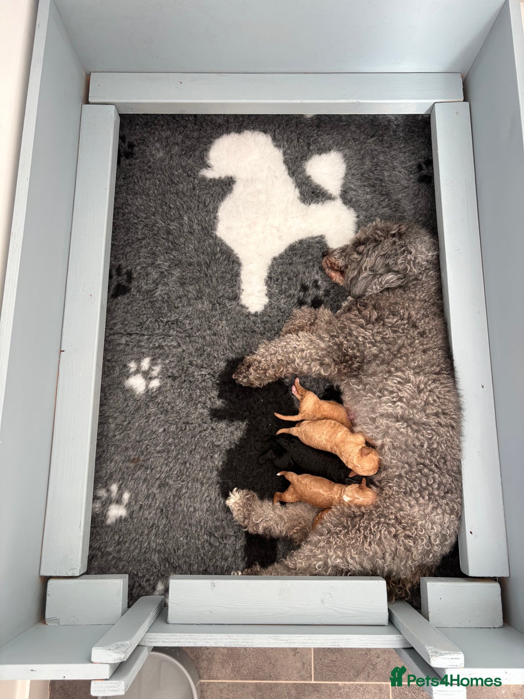 Cavapoochon dogs for sale: Cavapoochon Puppies - Image 6