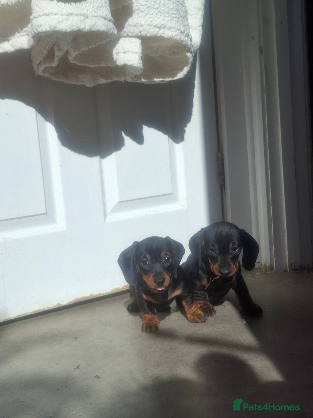 Miniature Dachshund dogs for sale: Miniature Dachshunds - Image 2