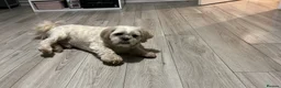 Malshi dogs for sale: Beautiful boy Rio shihtzu/maltese  - Advert 4