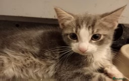 British Shorthair cats for sale: 1 female and male kitten  - Advert 3