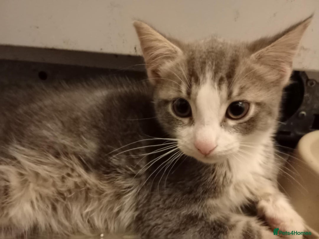 British Shorthair cats for sale: 1 female and male kitten  - Advert 3