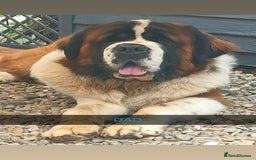 Saint Bernard dogs for sale: Stunning kc Saint Bernard puppies  - Image 31