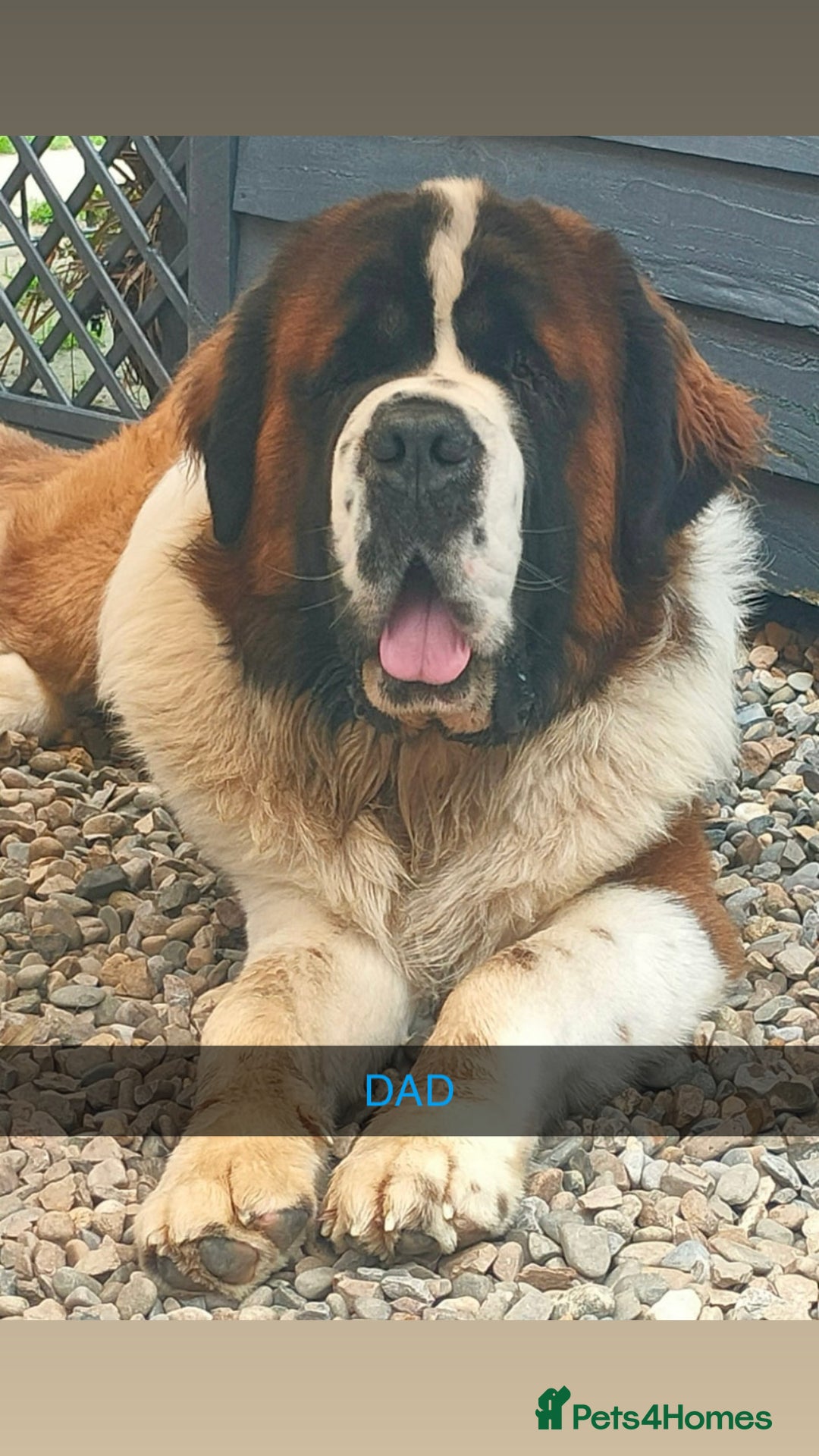 Saint Bernard dogs for sale: Stunning kc Saint Bernard puppies  - Image 31