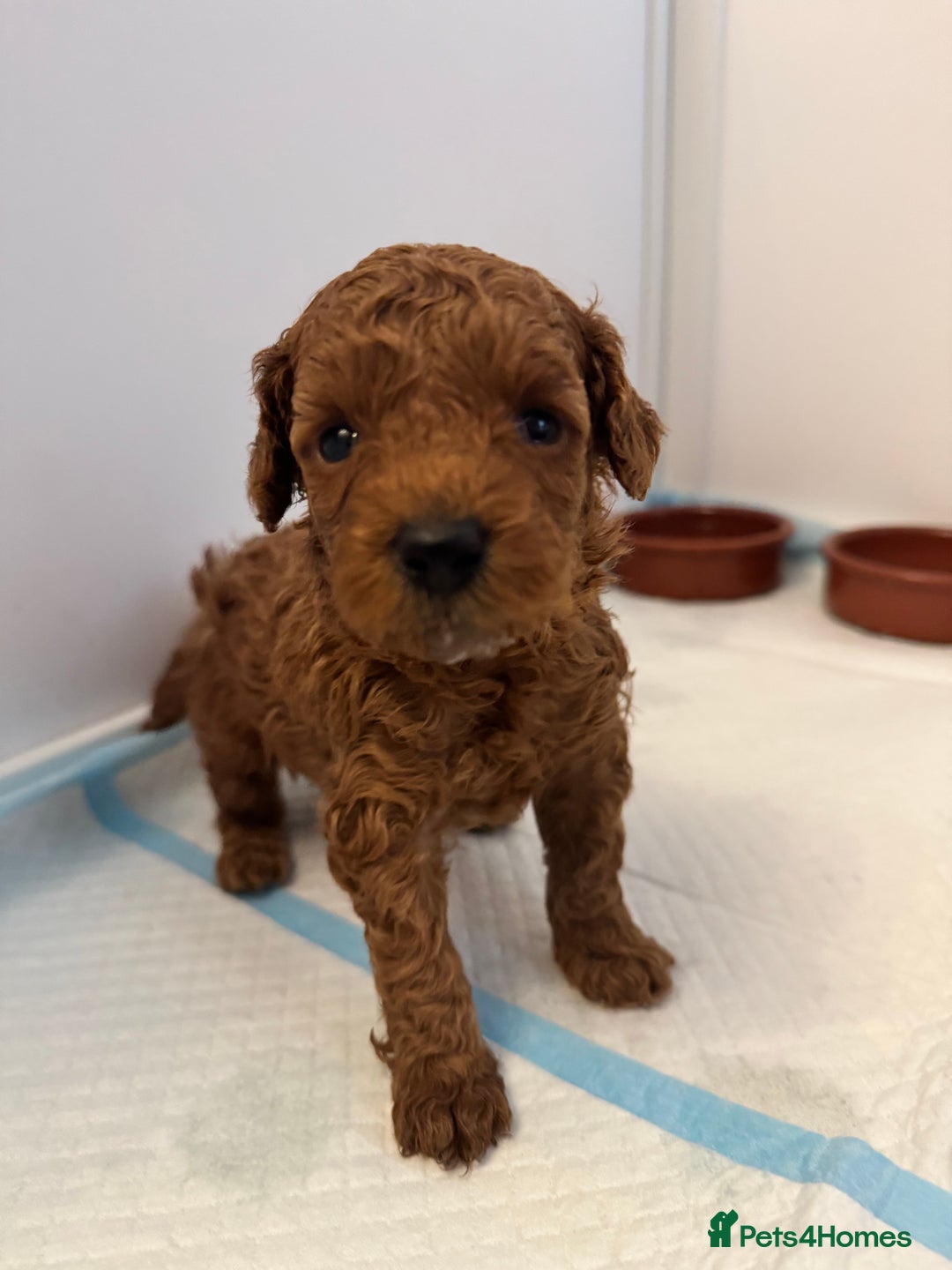 Toy Poodle dogs for sale: KC Registered Red Toy Poodle Puppies - Image 15