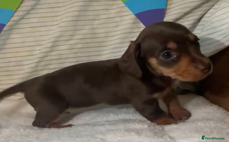 Miniature Dachshund dogs - Advert 1