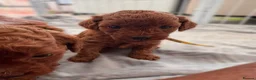 Toy Poodle dogs for sale: BEAUTIFUL QUALITY ASIAN TOY CAVAPOO PUPPIES - Advert 3