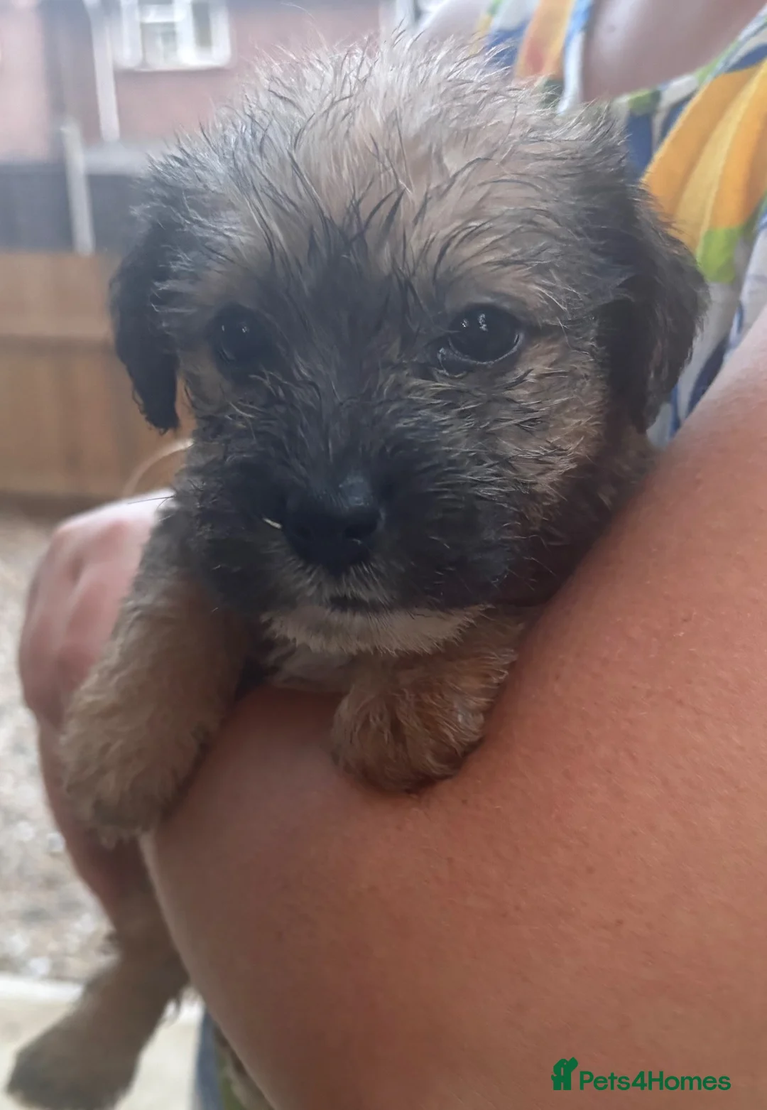 Jack Russell dogs for sale: jack russell puppies  - Advert 2