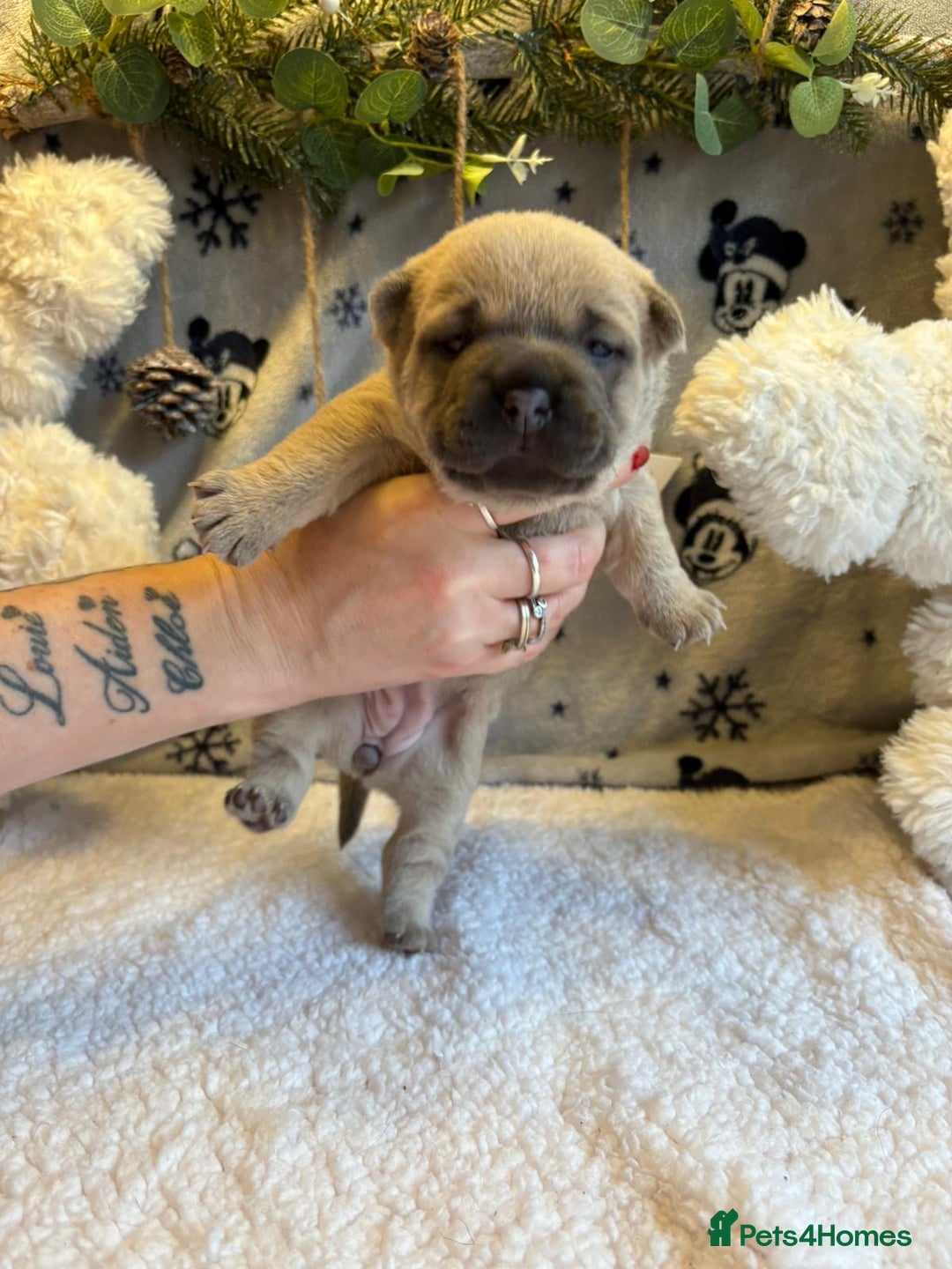 Mixed Breed dogs for sale: 🩷 STUNNING FRENCH CHOWS🩵 - Advert 4