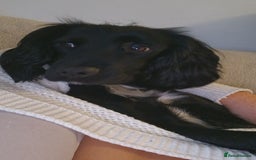 Sprocker dogs for sale: Sprocker Puppies  - Image 11