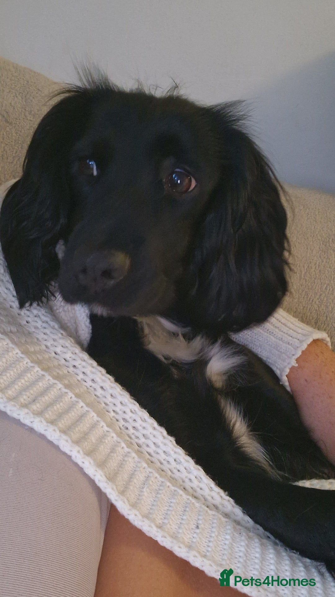 Sprocker dogs for sale: Sprocker Puppies  - Image 11