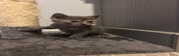 British Shorthair cats for sale: Stunning British short hair kittens - Advert 37