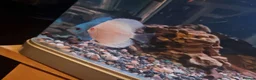 Discus fish for sale: Discus  in Manchester - Advert 2