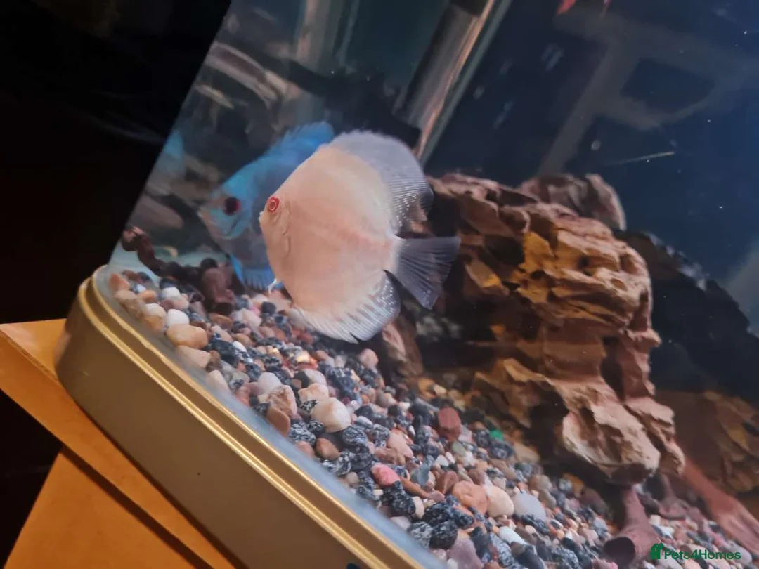 Discus fish for sale: Discus  in Manchester - Advert 2