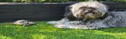 Lhasa Apso dogs for sale: 1 little beauty left.  in Saint Helens - Advert 5