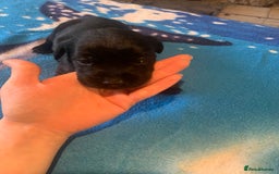 Labrador Retriever dogs for sale: Labrador puppys - Image 17