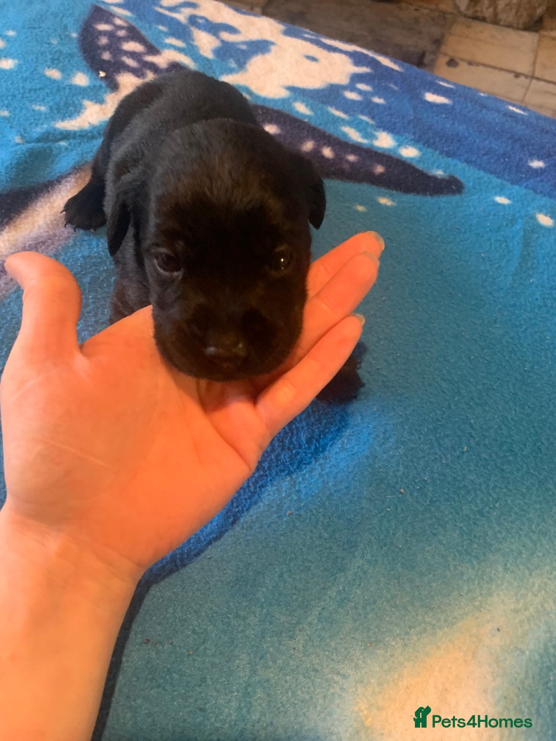 Labrador Retriever dogs for sale: Labrador puppys - Image 17