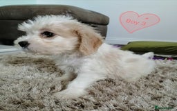 Cavachon dogs for sale: Cavachon Puppies - Image 20