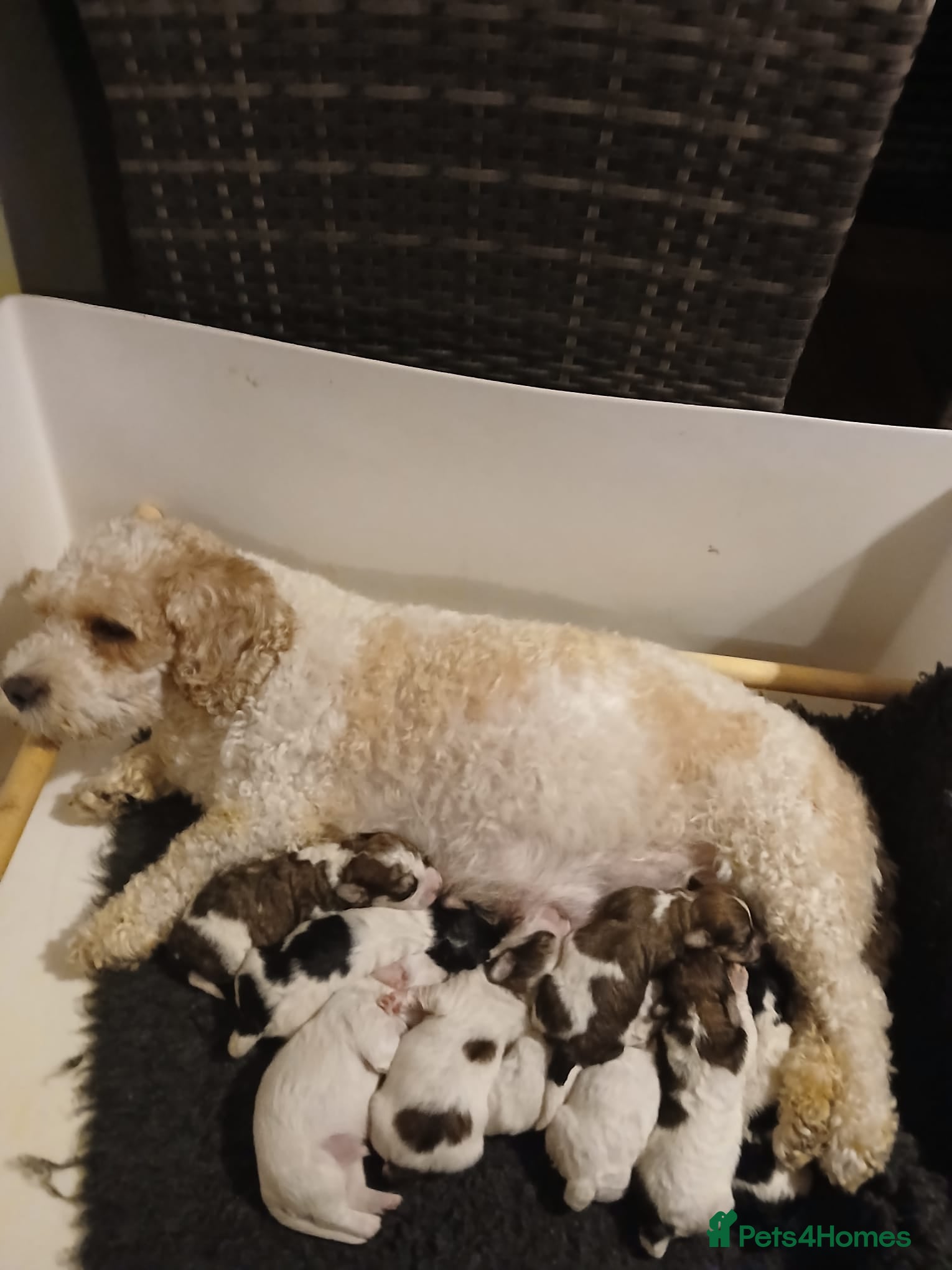 Mixed Breed dogs Cavachon x Havernese puppies for sale  - Advert 1