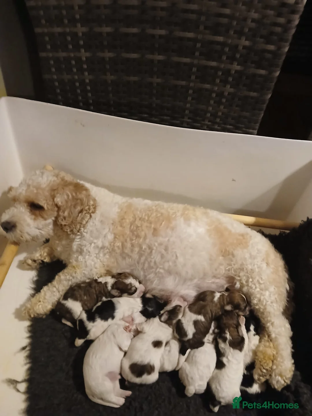 Mixed Breed dogs for sale: Cavachon x Havernese puppies for sale  - Advert 1