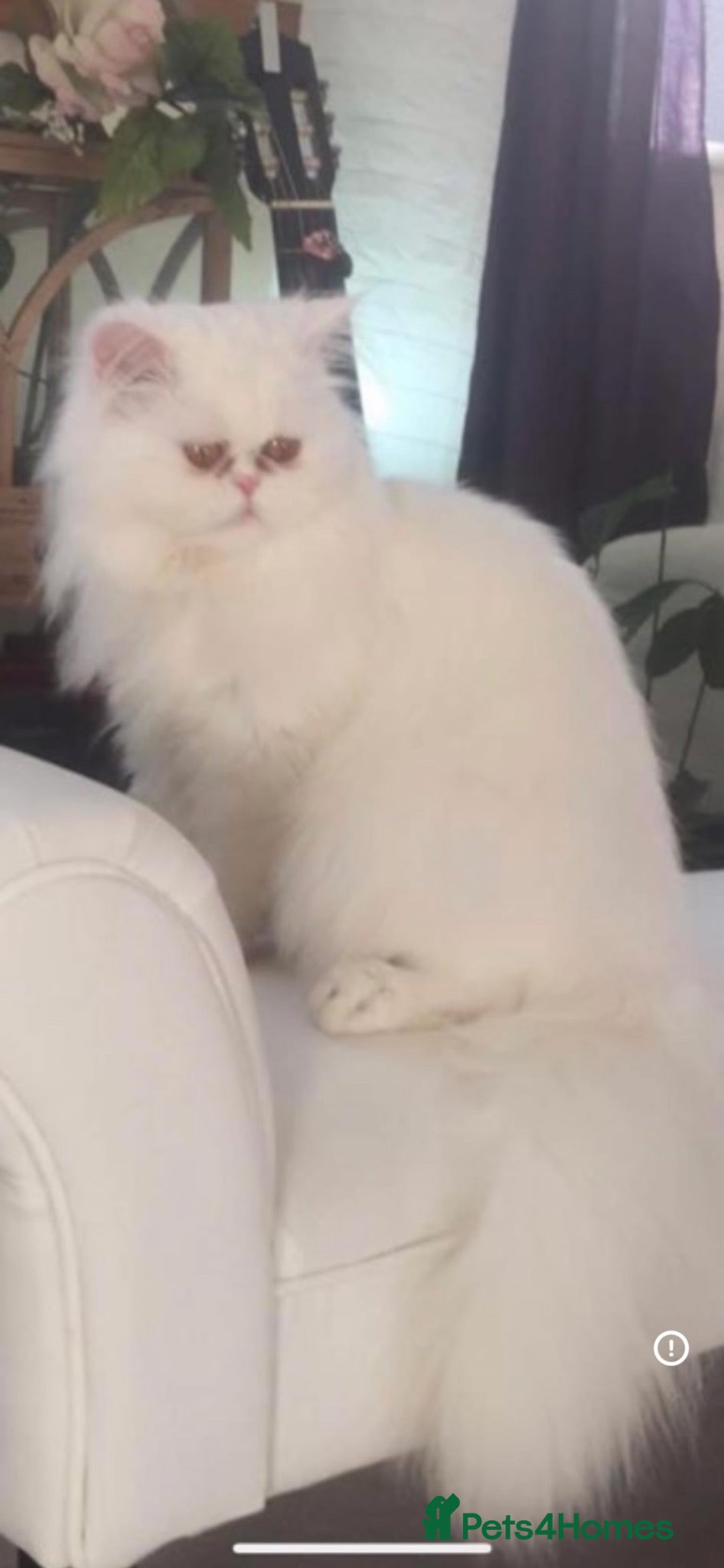 Persian cats EXOTIC DOLL FACE PERSIAN - LONG HAIR - Advert 6