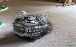 Maine Coon cats for sale: Maine coon x kittens for loving homes  in Canterbury - Image 10