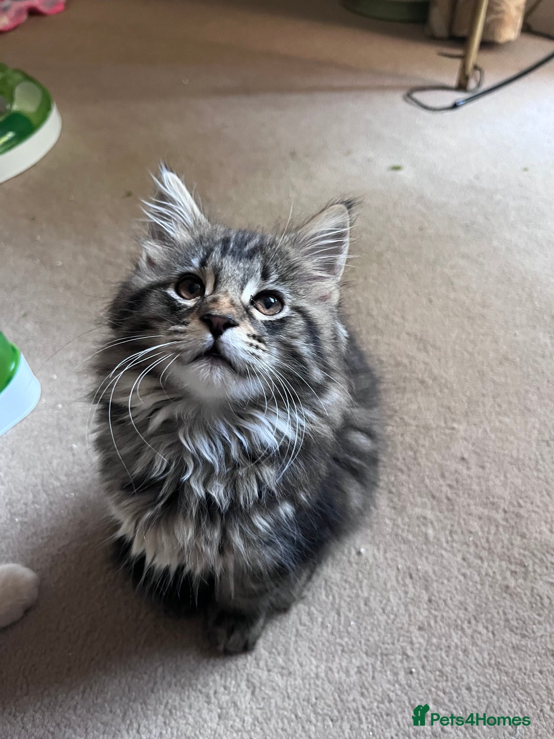 Maine Coon cats for sale: Maine coon x kittens for loving homes  in Canterbury - Image 10