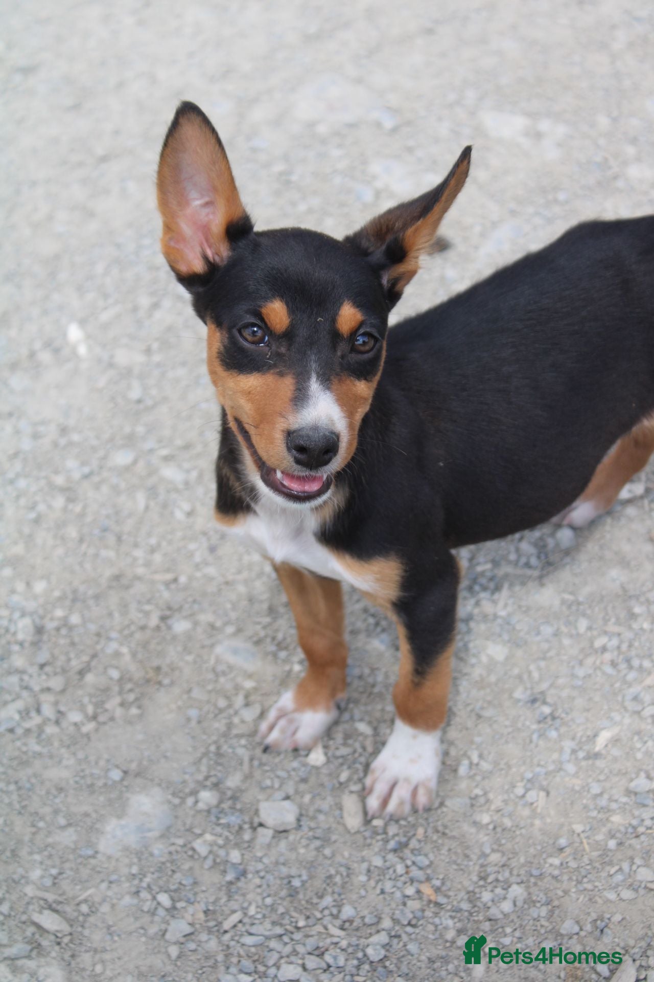 Australian Kelpie dogs Beautiful kelpie puppies for sale - Advert 5