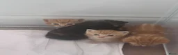 Domestic Shorthair cats for sale: Beautiful kittens  - Advert 3
