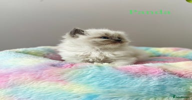 Ragdoll cats TICA registered ragdoll kittens - Advert 8