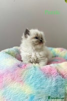 Ragdoll cats TICA registered ragdoll kittens - Advert 8