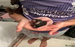 Guinea Pig rodents for sale: Guinea pigs (skinny) - Image 4