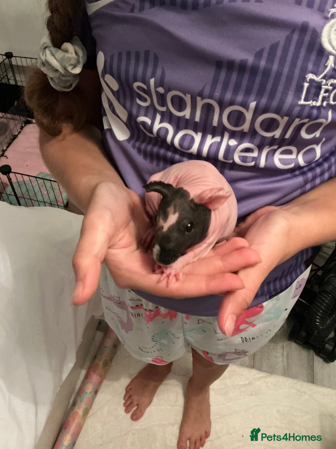 Guinea Pig rodents for sale: Guinea pigs (skinny) - Image 4