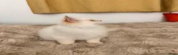 British Longhair cats for sale: Adorable GCCF British LH & SH Kittens - Advert 6