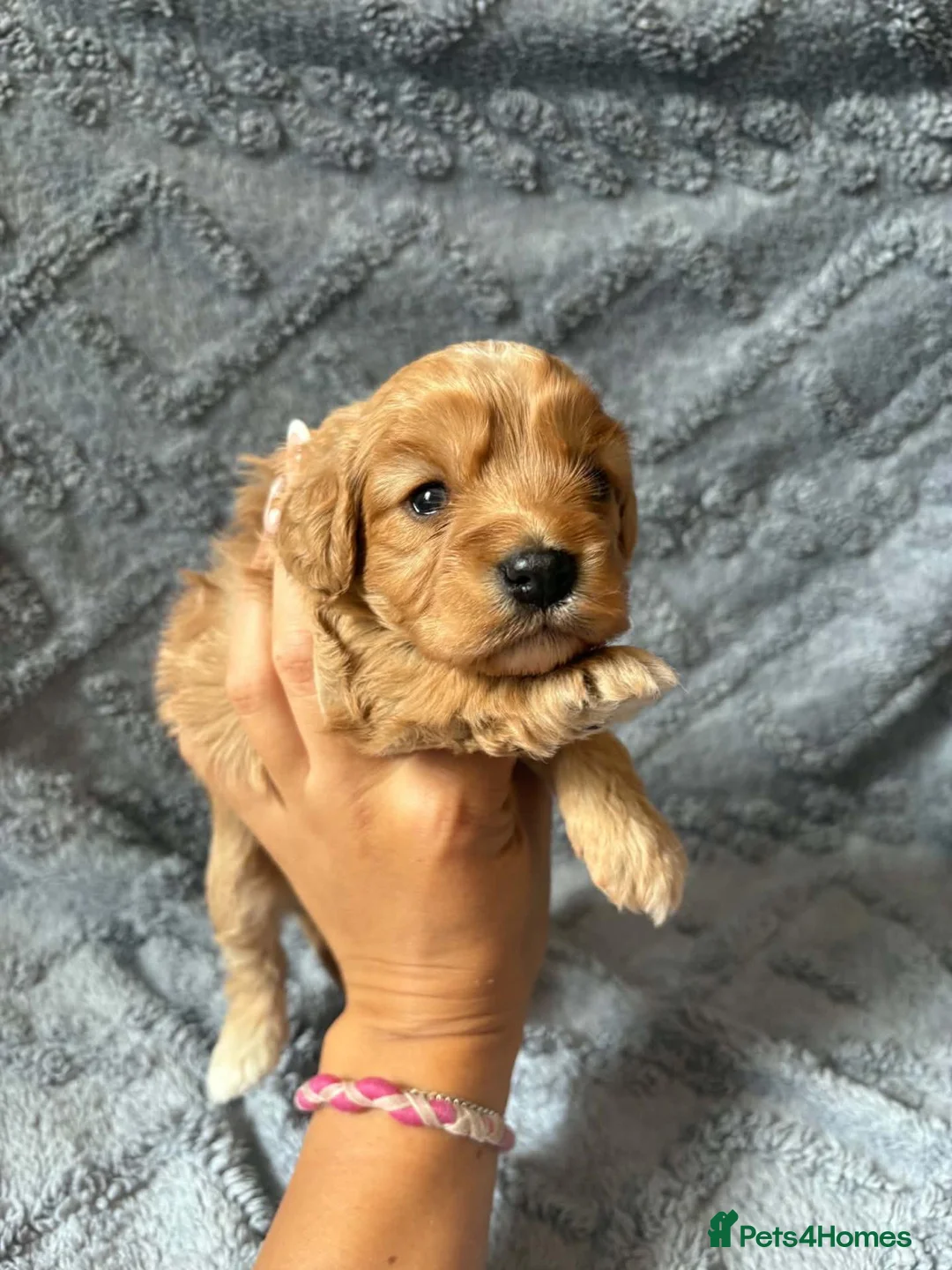 Cavapoo dogs for sale: ready next week! beautiful cavapoo girls! - Advert 23