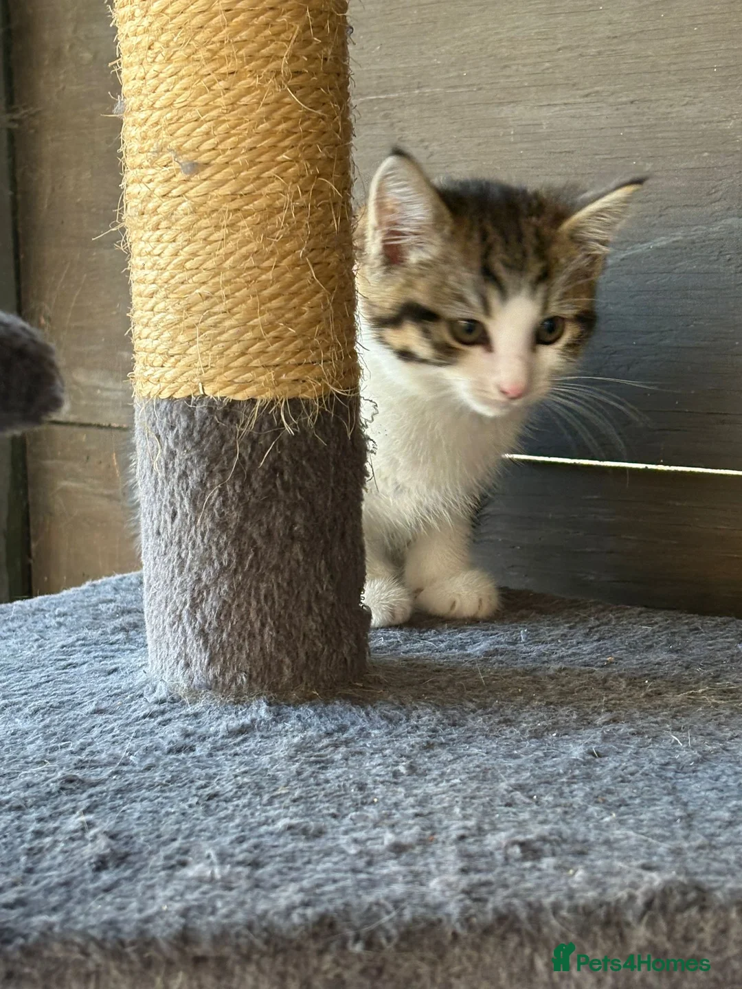Mixed Breed cats for sale: Mixed breed kittens  - Advert 2