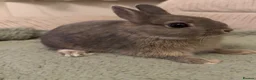 Netherland Dwarf rabbits for sale: Dwarf bunny  in Harrow - Advert 2