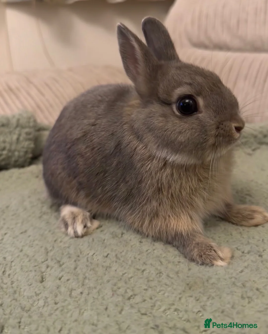 Netherland Dwarf rabbits for sale: Dwarf bunny  in Harrow - Advert 2